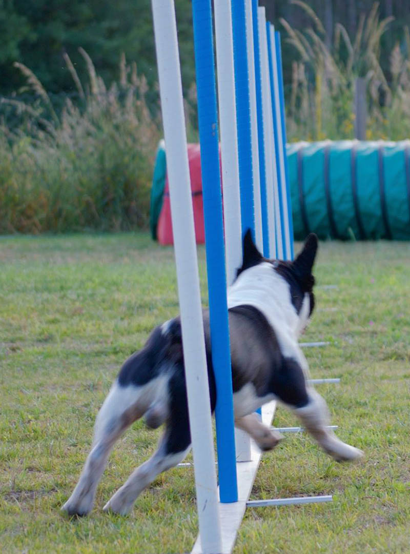 agility