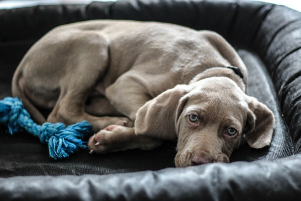 weimaraner-1381184_960_720